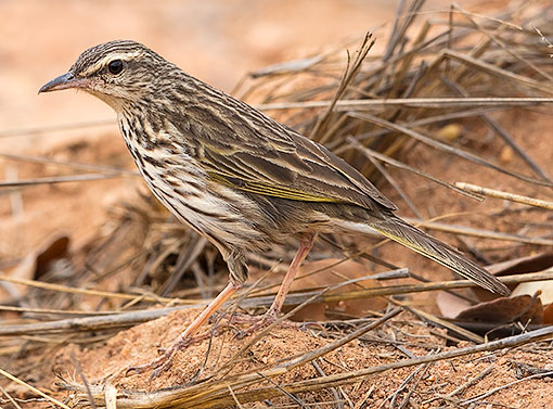 Striped Pipit